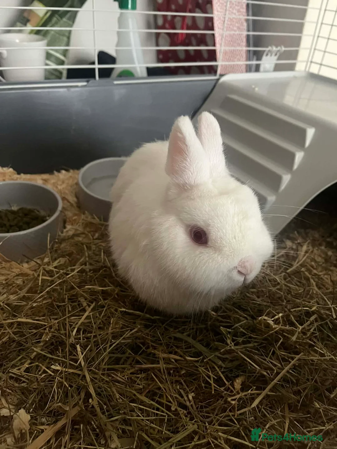 Netherland Dwarf rabbits for sale: Netherlands dwarf rabbit in Oldham - Advert 1