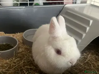 Netherland Dwarf rabbits Netherlands dwarf rabbit - Advert 1