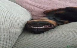 Mixed Breed dogs for sale: Looking for new home!  - Image 4