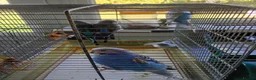 Budgerigars birds for sale: Baby budgies for sale £25 each in Hailsham - Advert 2