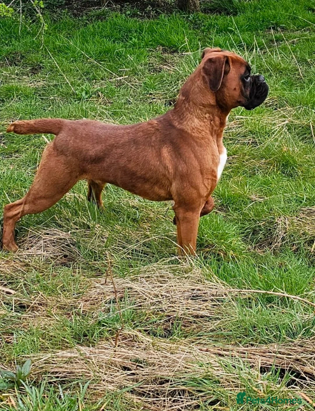 Boxer dogs for sale: KC Registered Boxer Boy in Chesterfield - Advert 2