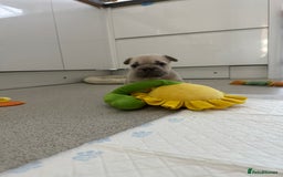 French Bulldog dogs for sale: French bulldog puppies  - Advert 18