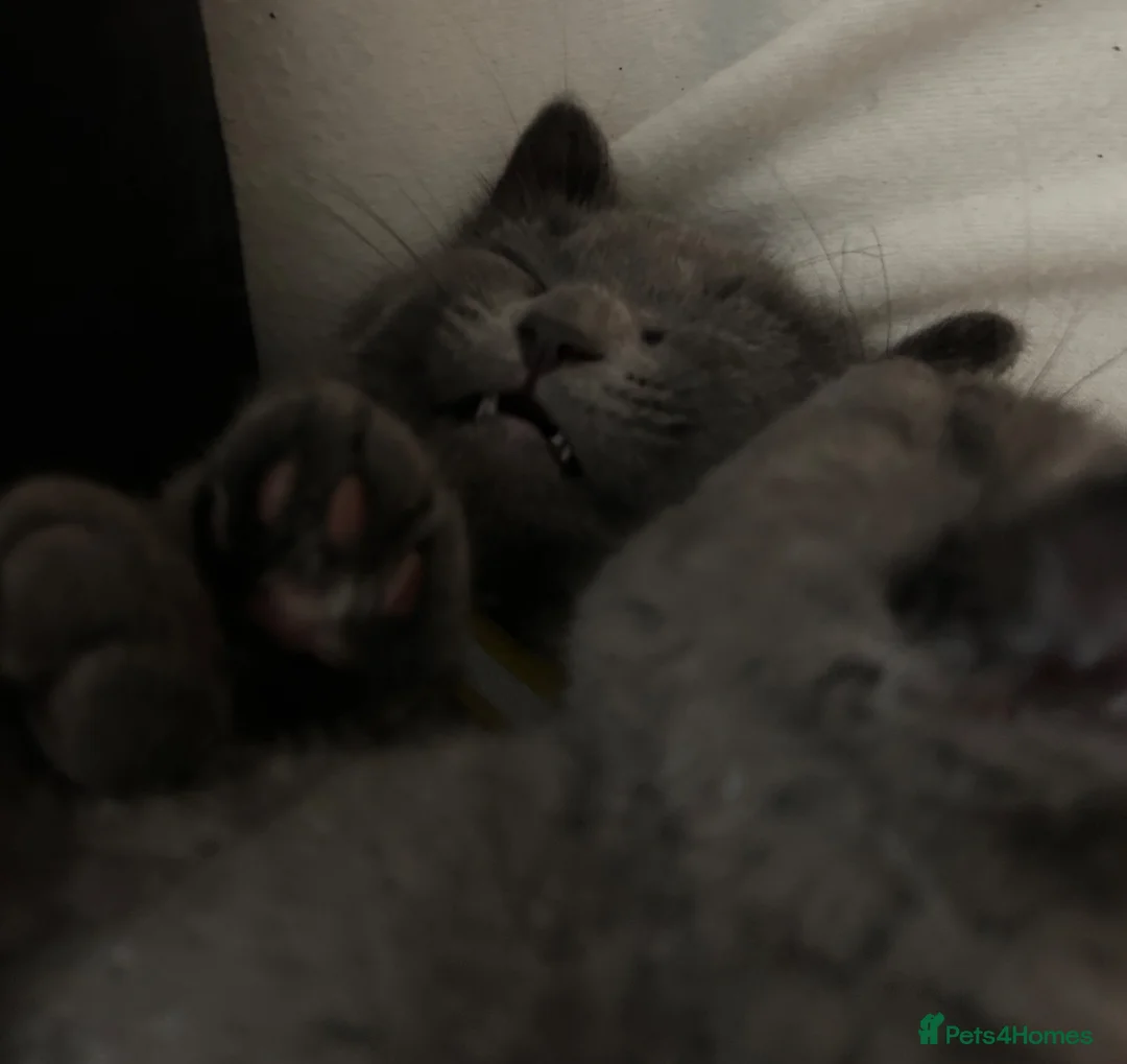 British Shorthair cats for sale: 2 Cute British Shorthair Kittens for sale in London - Advert 8