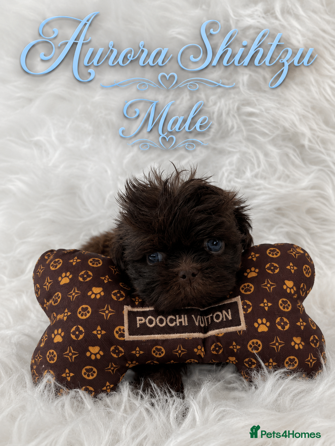 Shih Tzu dogs Kennel Club Health Tested Tiny Lines - Advert 2