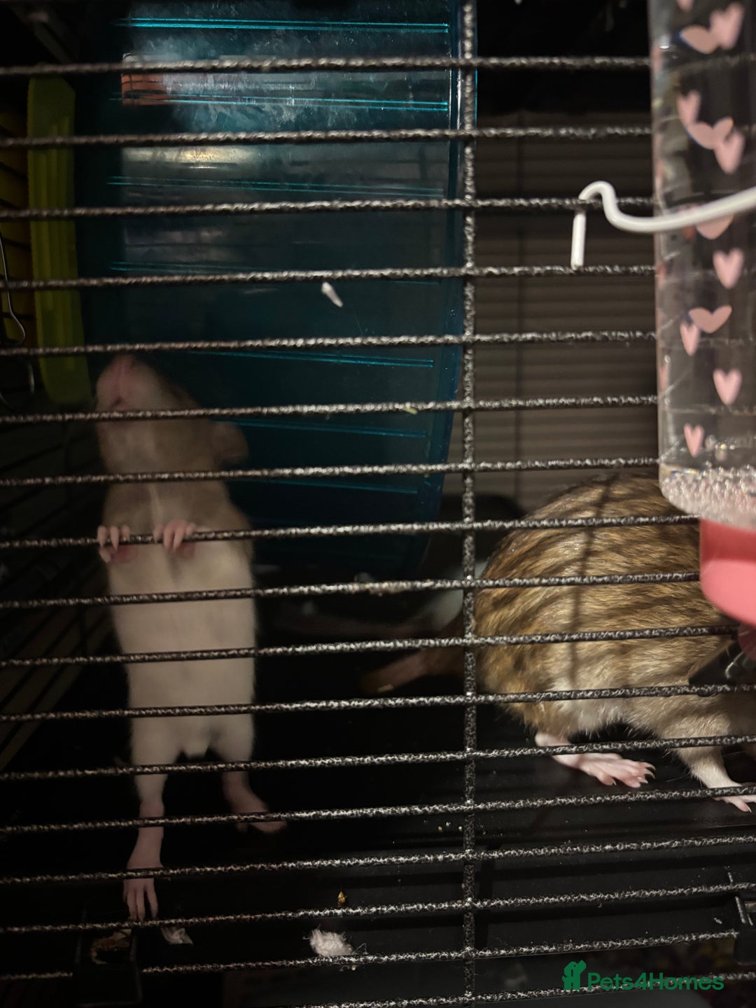 Rat rodents for sale: baby rats for sale GOING FAST.  - Advert 7