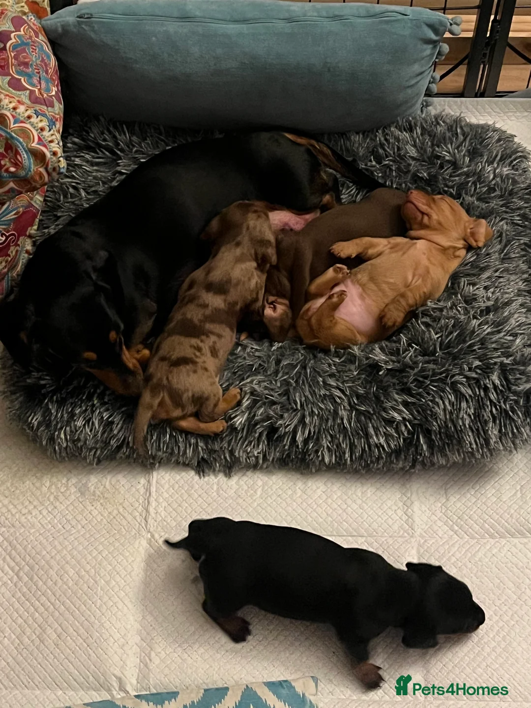 Dachshund dogs for sale: 🐾 Beautiful Dachshund Puppies Available 🐾 - Advert 3