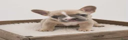 French Bulldog dogs for sale: 🌟Last 4 Exceptional French Bulldogs- Ready Now!🐾 - Advert 10