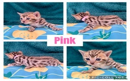 Bengal cats for sale: Beautiful Bengal Kittens  - Image 5