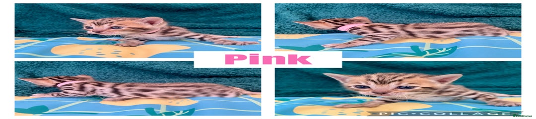 Miss Pink 