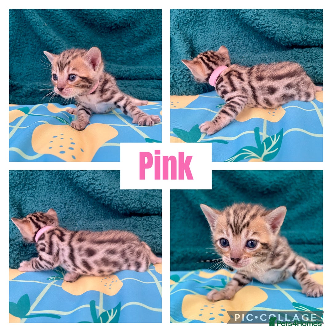 Bengal cats for sale: Beautiful Bengal Kittens  - Image 5