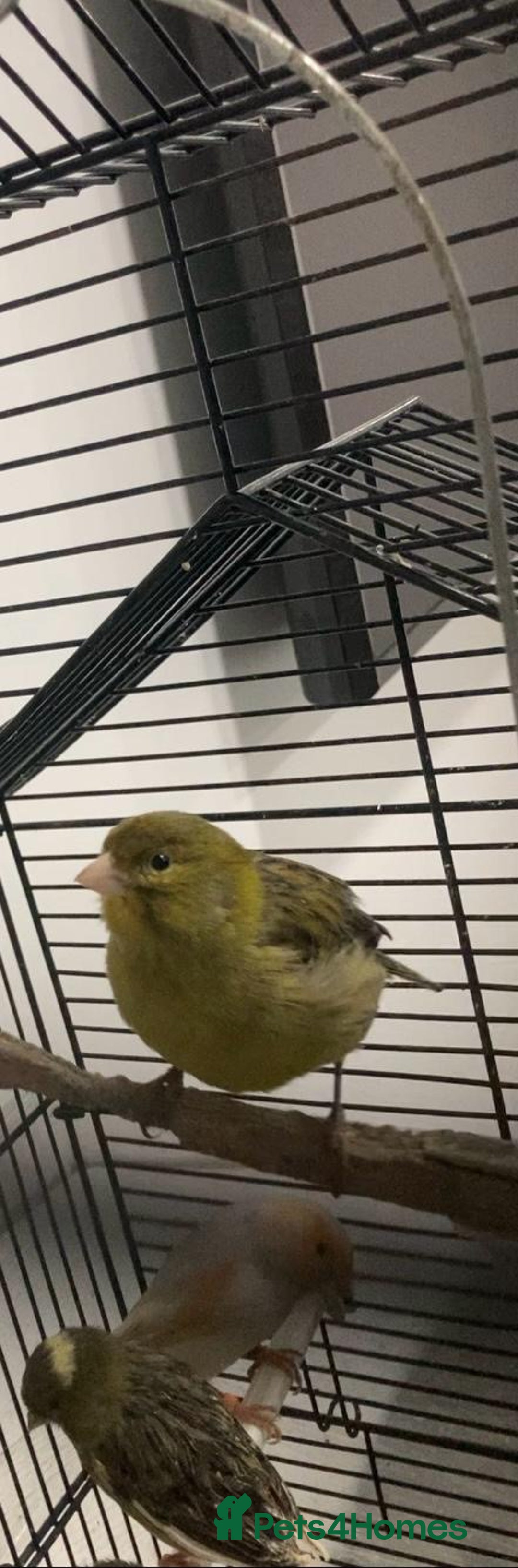 Canaries birds for sale: Canaries  - Advert 6