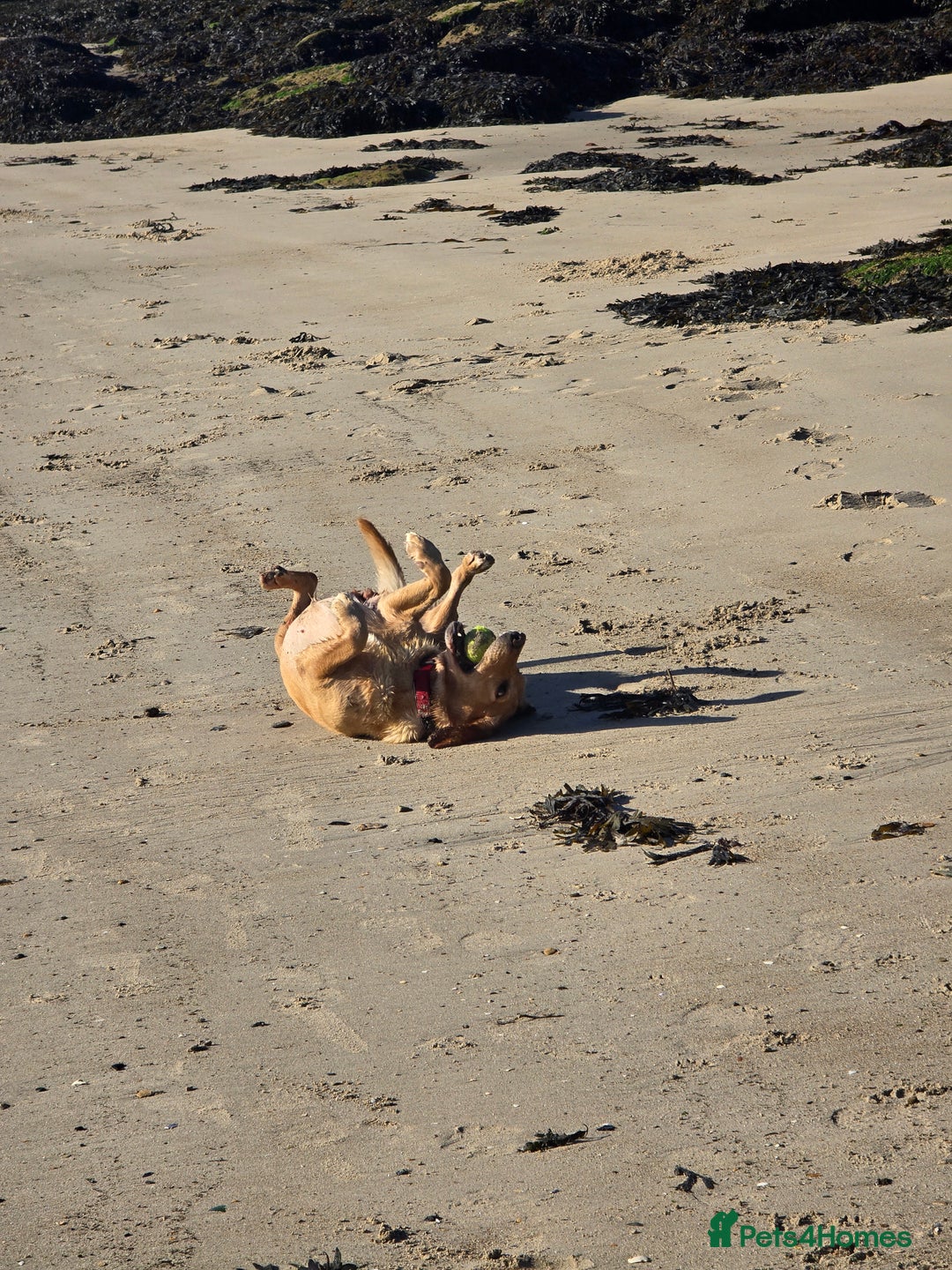 Goldador dogs for sale: Labrador X - Rehoming Request - Advert 8