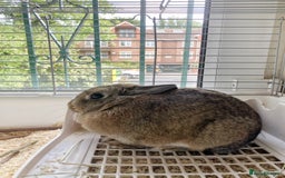 Netherland Dwarf rabbits for sale: Beautiful pure Netherland drawf baby bunnies  - Advert 11