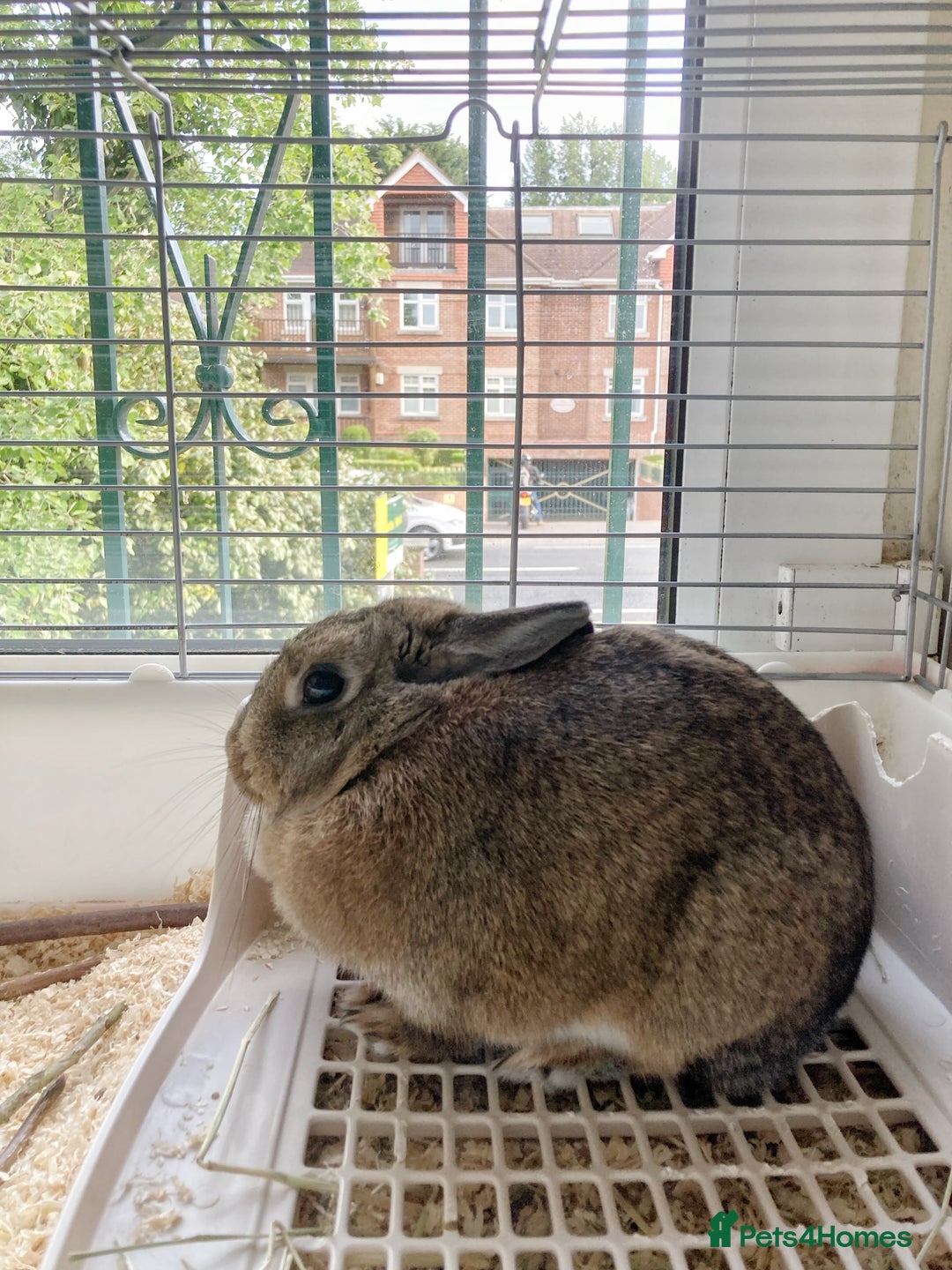 Netherland Dwarf rabbits for sale: Beautiful pure Netherland drawf baby bunnies  - Advert 11