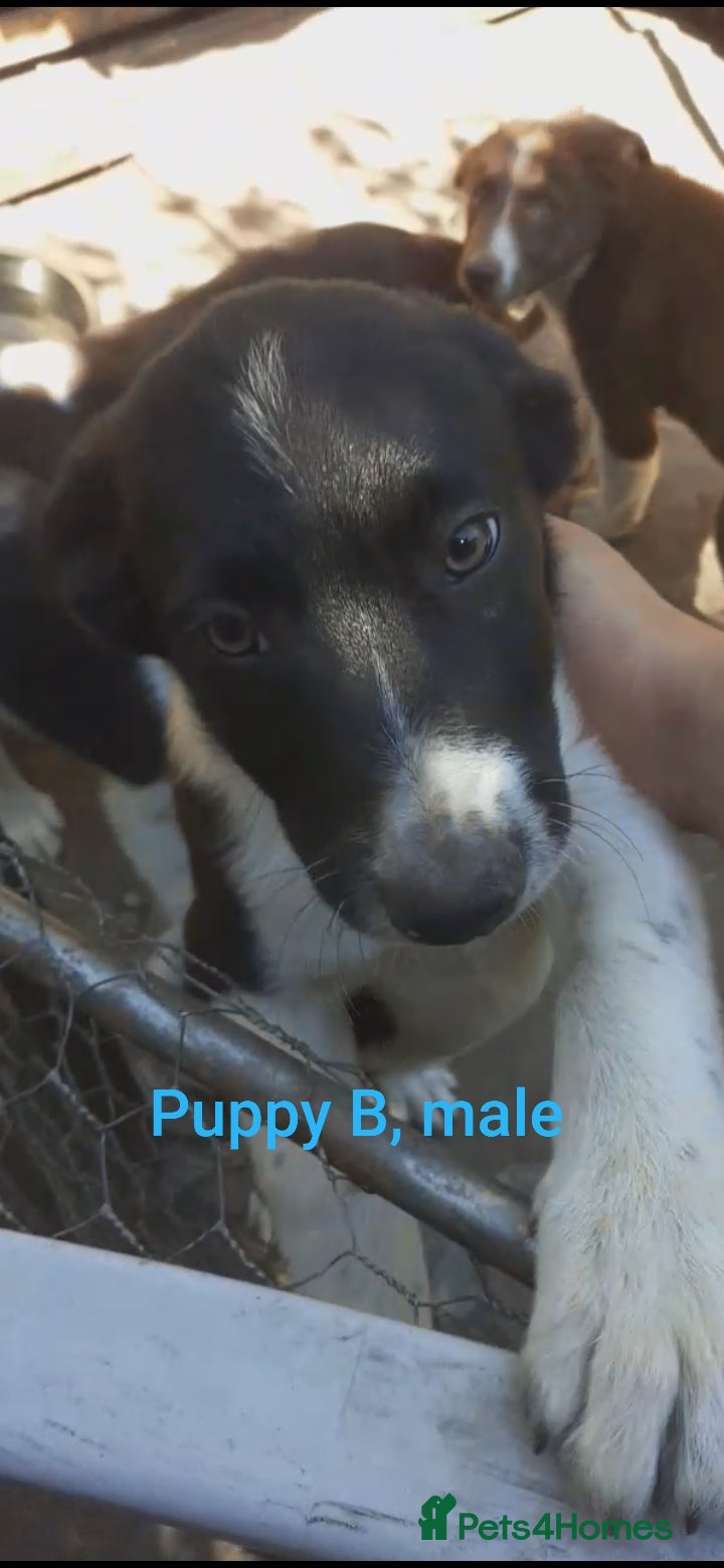 Border Collie dogs Working line Border Collie pups for sale - Advert 2