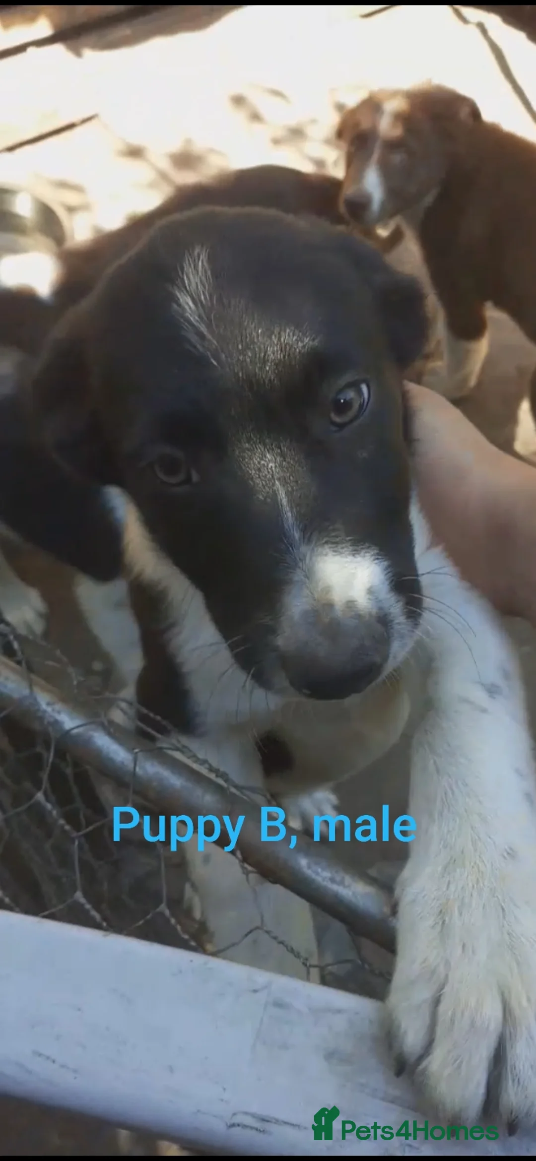 Border Collie dogs for sale: Working line Border Collie pups for sale in Helston - Advert 2