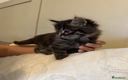 Domestic Shorthair cats for sale: Kittens  - Image 3
