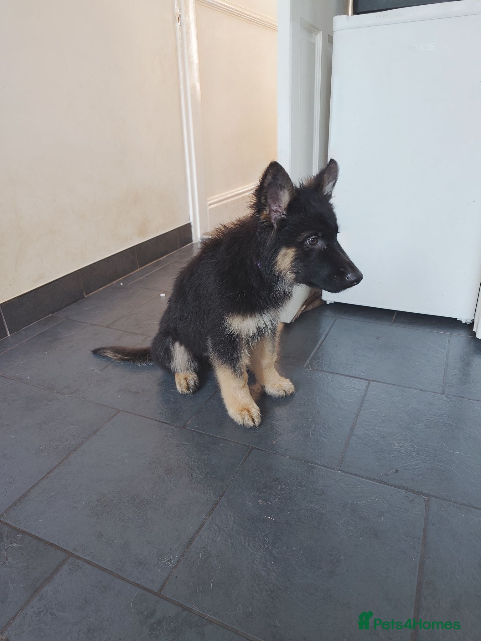 Shepsky dogs German Shepherd pups - Advert 1