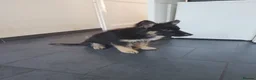 Shepsky dogs for sale: German Shepherd pups - Advert 1