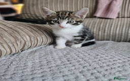 British Shorthair cats for sale: Playfull kittens ready for sale - Image 3