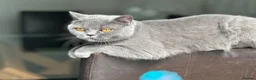British Shorthair cats for sale: Sisters Looking for Their Perfect Retirement Home - Advert 2