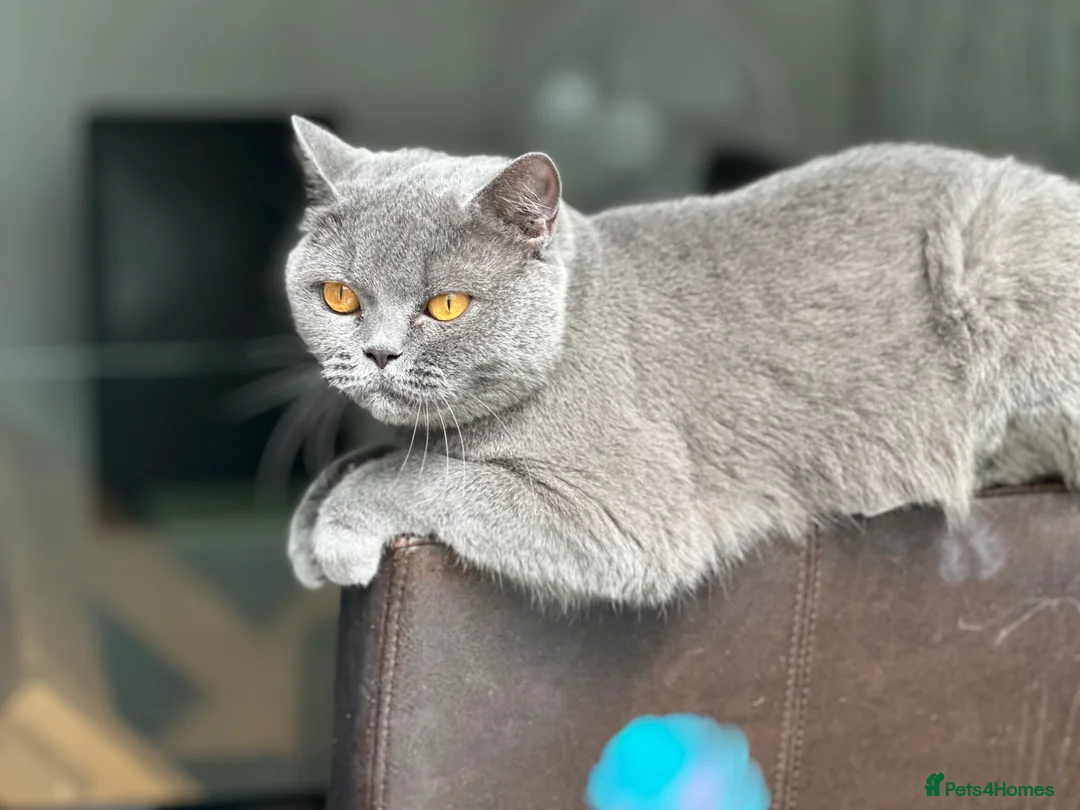 British Shorthair cats for sale: Sisters Looking for Their Perfect Retirement Home - Advert 2