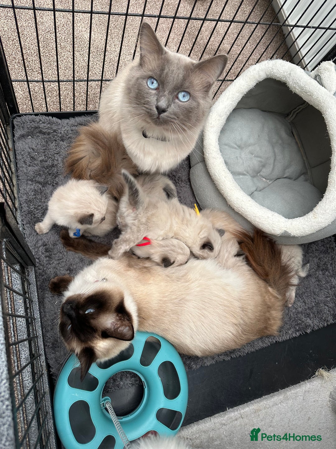Ragdoll cats for sale: 3 stunning chunky ragdoll girls  - Advert 15