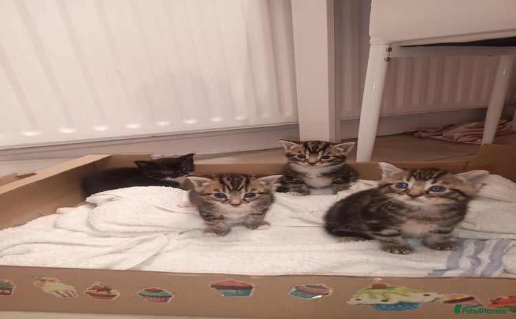 Mixed Breed cats - Advert 1