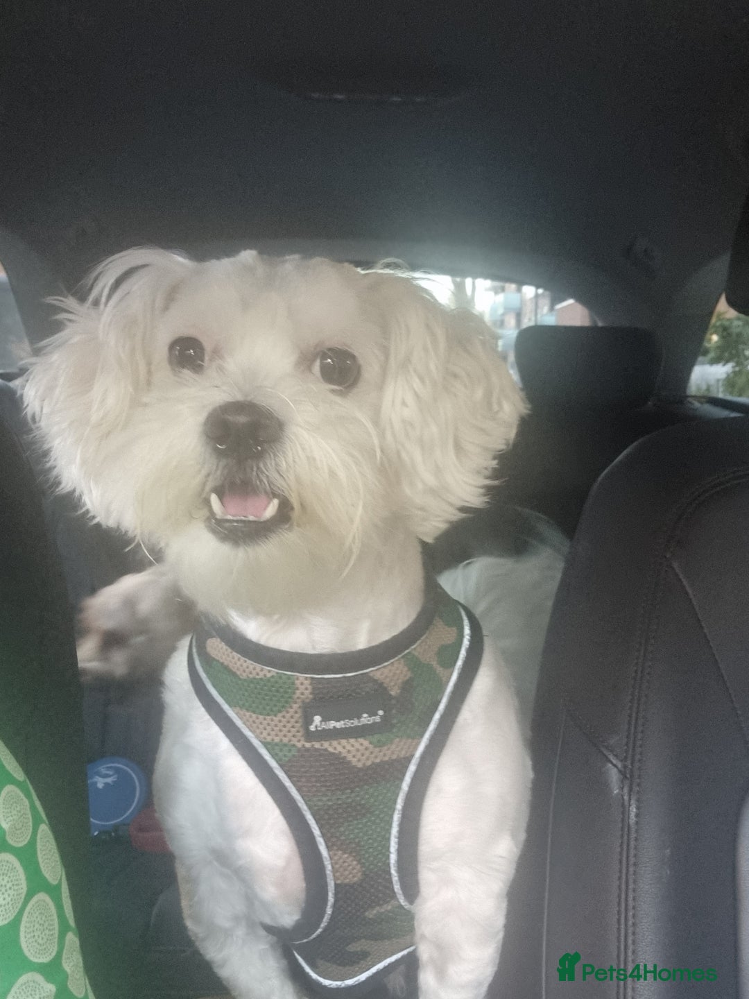 Maltese dogs for sale: Little Mia looking for forever home  - Image 17