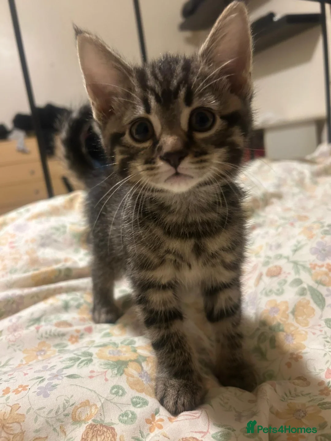 Mixed Breed cats for sale: Gorgeous kittens  - Advert 1