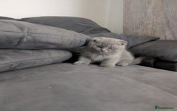 British Longhair cats for sale: British shorthair - Image 6