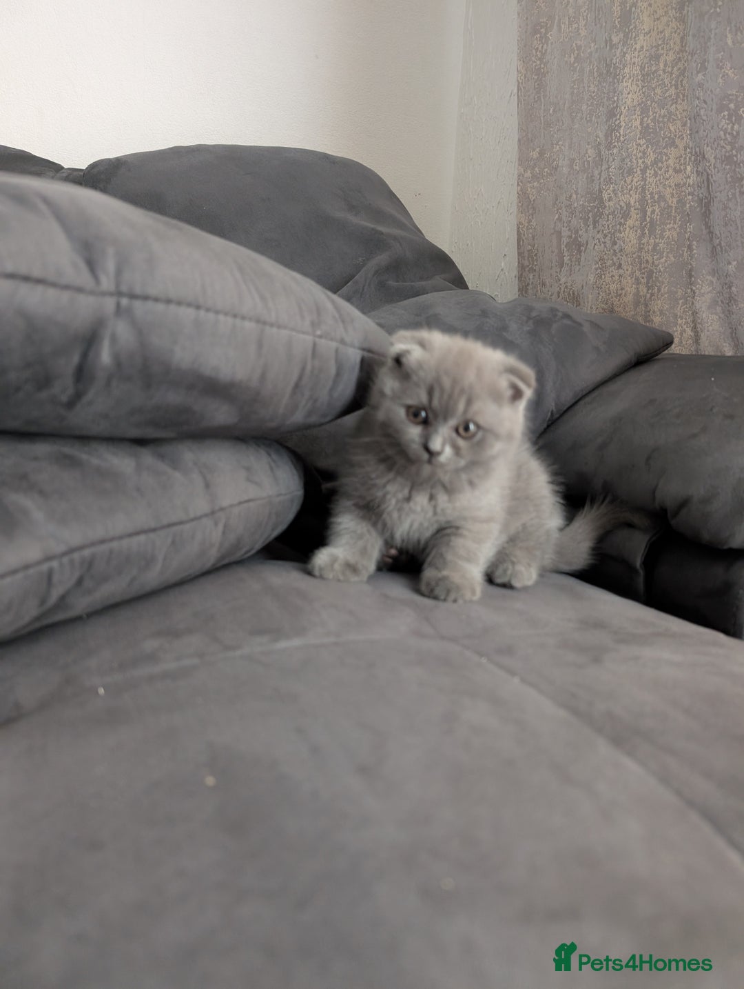 British Longhair cats for sale: British shorthair - Image 6