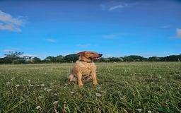 Labrador Retriever dogs for sale: BENSON  - Advert 1