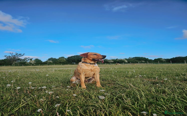 Labrador Retriever dogs BENSON  - Advert 1