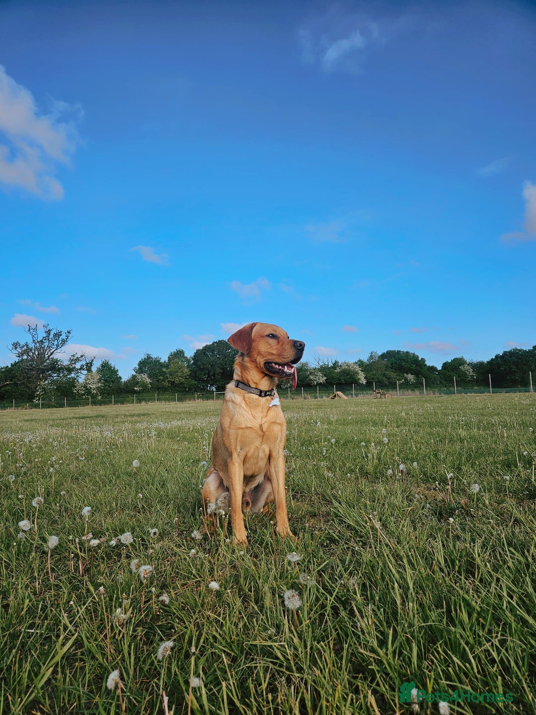 Labrador Retriever dogs for sale: BENSON  - Advert 1