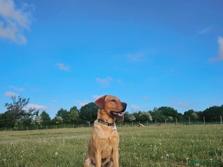 Labrador Retriever dogs for sale: BENSON - Advert 1