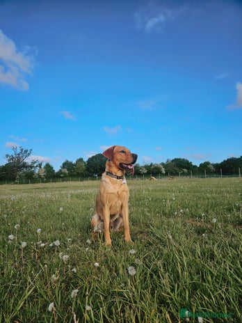 Labrador Retriever dogs BENSON - Advert 1