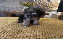 Cockapoo dogs for sale: Cockapoo puppies  - Image 1