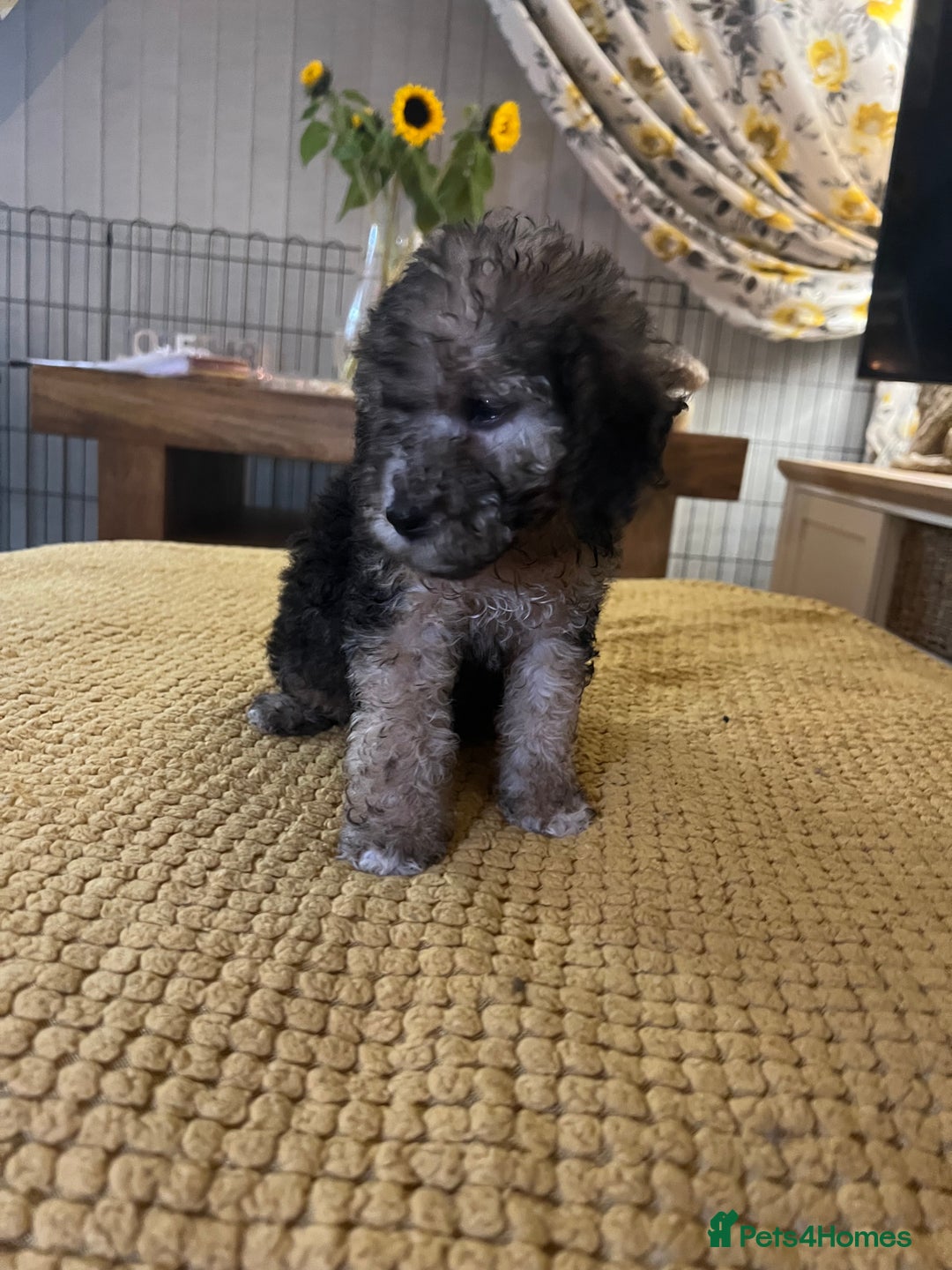 Cockapoo dogs for sale: Cockapoo puppies  - Image 1