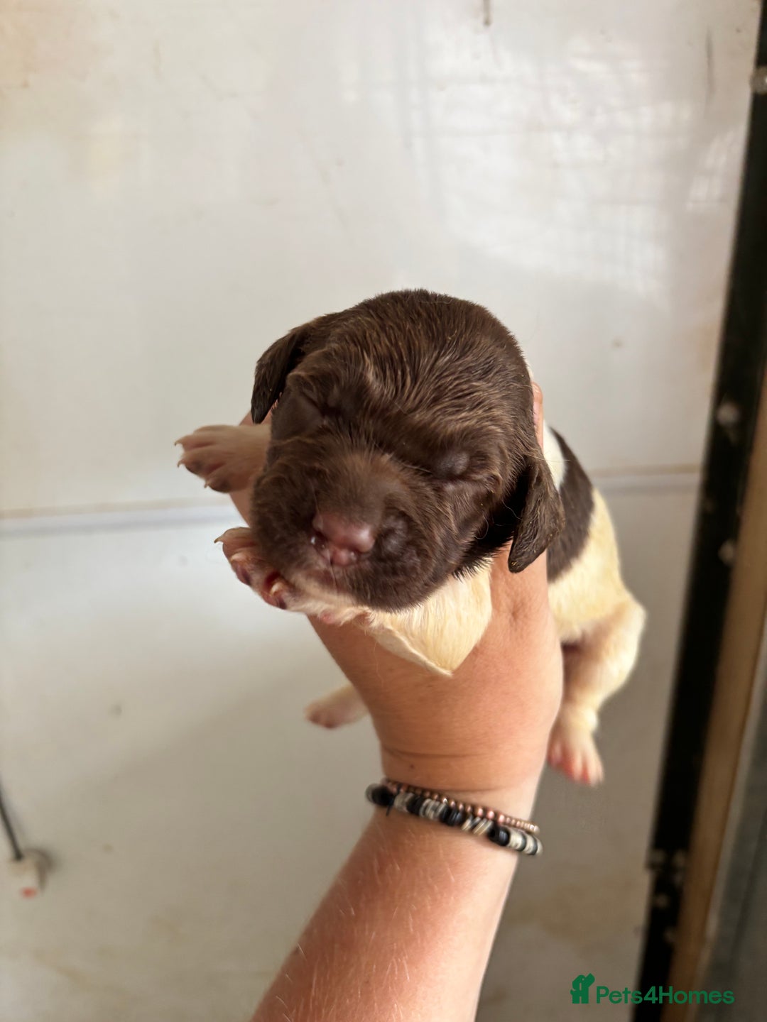 English Springer Spaniel dogs for sale: Springer Spaniel Puppies  - Image 8
