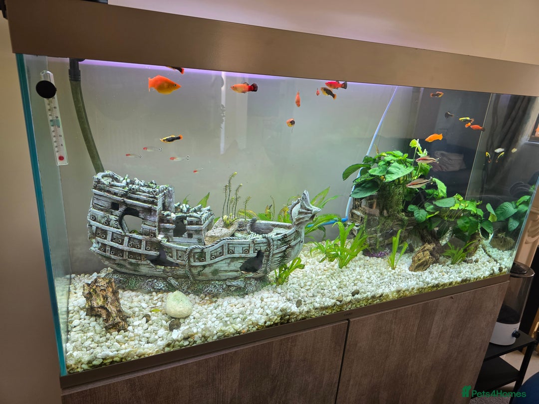 Other/Mixed Breed fish for sale: COMPLETE AQUARIUM SET - Image 2