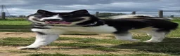 Huskita dogs for stud: Huskita for stud in Corby - Advert 2
