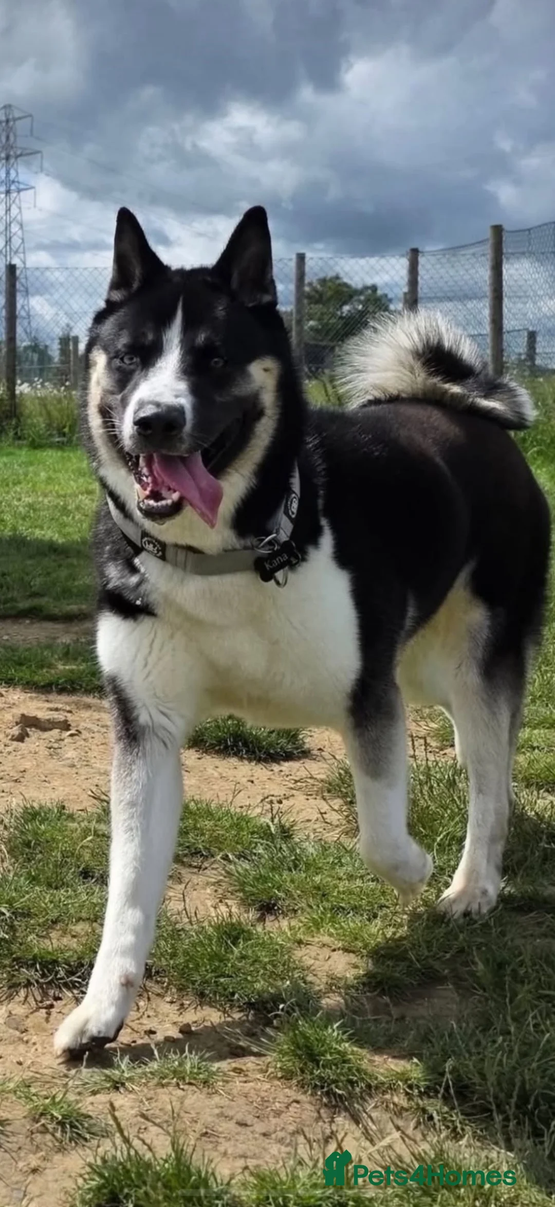 Huskita dogs for stud: Huskita for stud in Corby - Advert 2