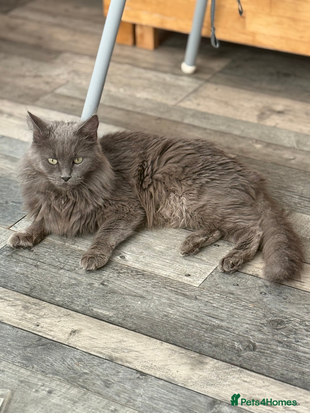 Maine Coon cats for sale: Three lovely Maine Coon babies - Advert 1