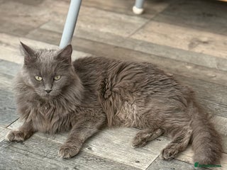 Maine Coon cats Three lovely Maine Coon babies - Advert 2