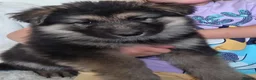 German Shepherd dogs for stud: *Proven* Black German Shepherd Dog Male at Stud  - Advert 35