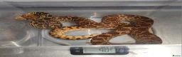 Corn Snake reptiles for sale: Kingsville red bullsnakes - Advert 2