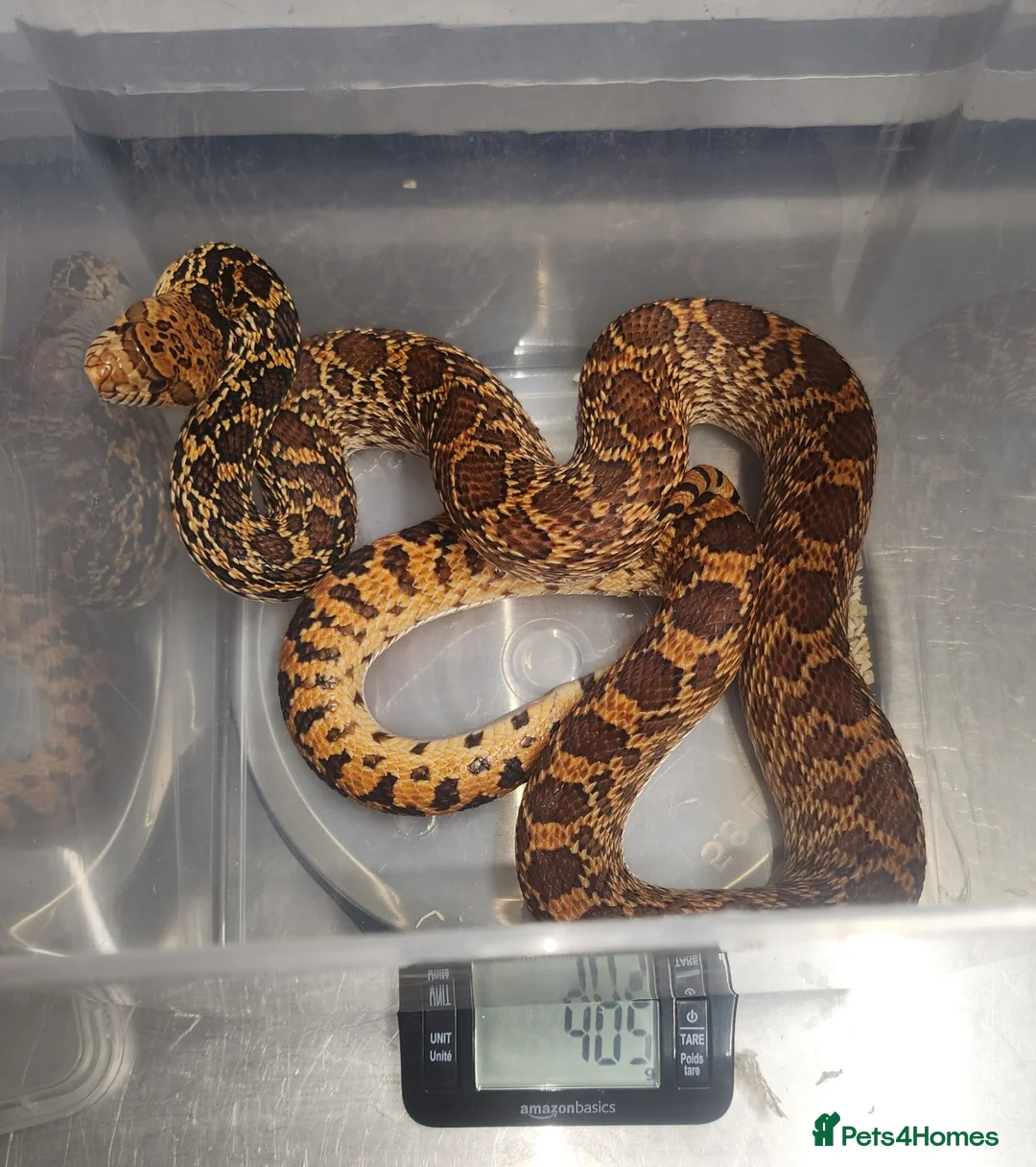 Corn Snake reptiles for sale: Kingsville red bullsnakes - Advert 2