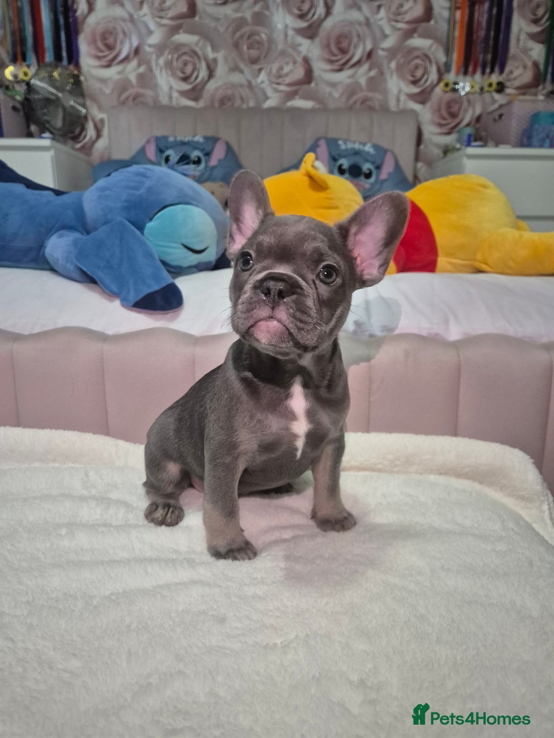 French Bulldog dogs for sale: Two Stunning Frenchie girl puppies left! - Advert 1