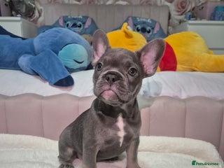 French Bulldog dogs Two Stunning Frenchie girl puppies left! - Advert 4
